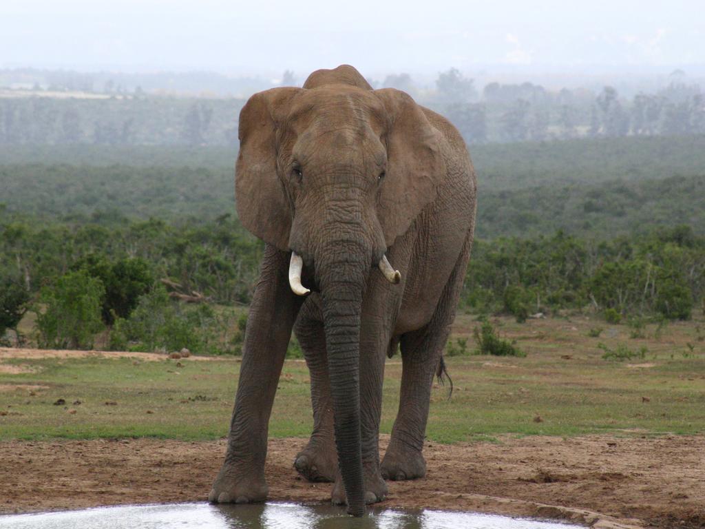 Beyond Cui Bono Guesthouse Addo Buitenkant foto